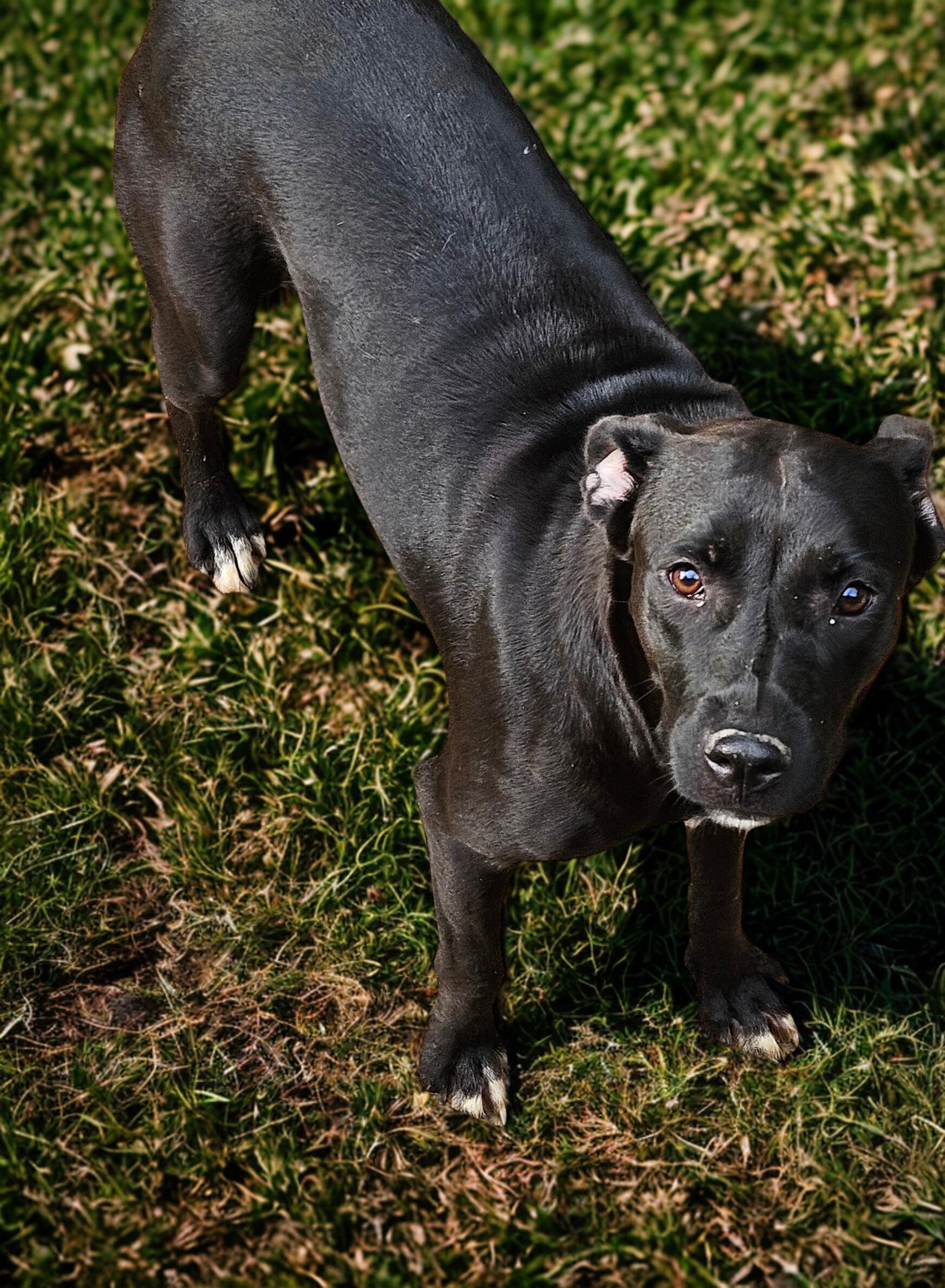 Lily, a Adoptable mixed breed in Magnolia, TX image 2/5