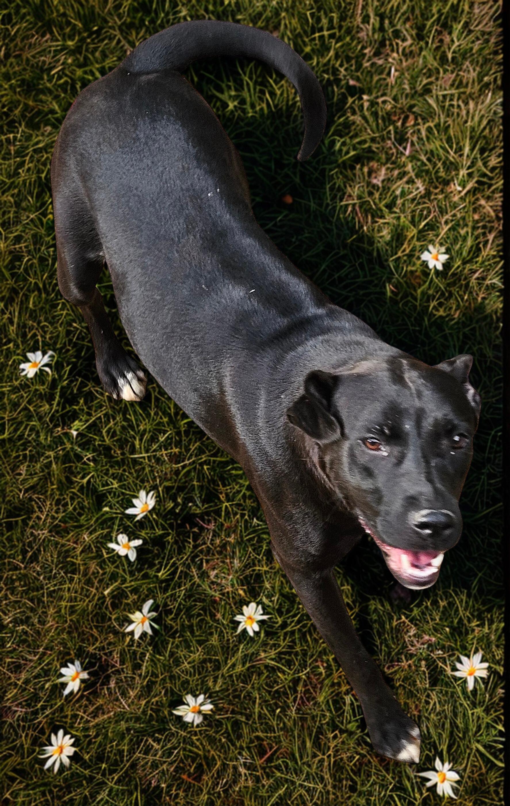 Lily, a Adoptable mixed breed in Magnolia, TX image 3/5