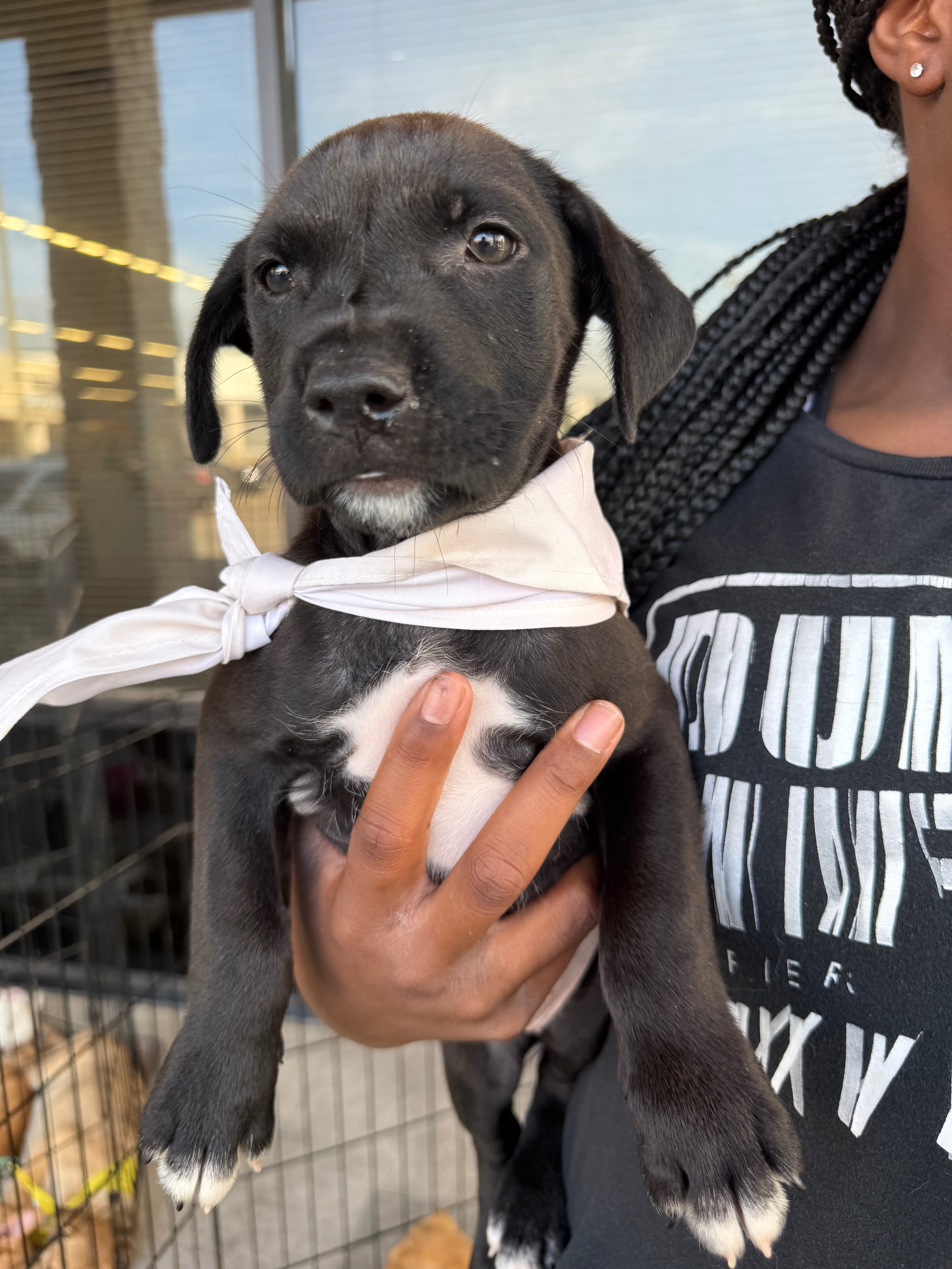 Lily, a Adoptable mixed breed in Magnolia, TX image 4/5