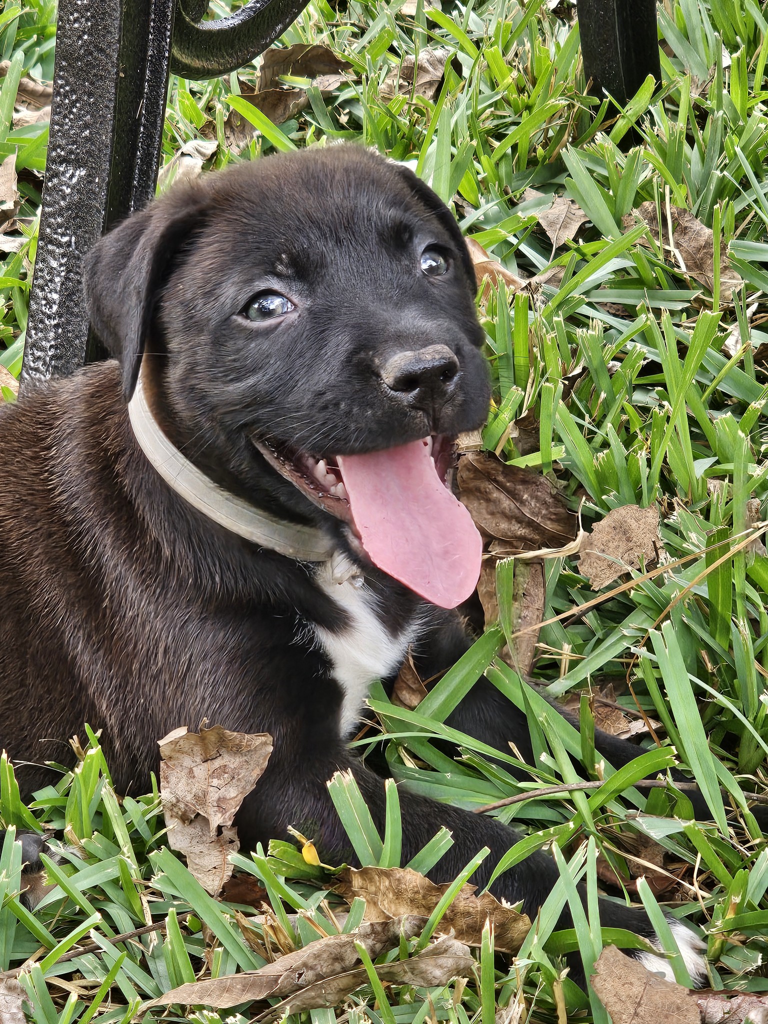 Lily, a Adoptable mixed breed in Magnolia, TX image 5/5
