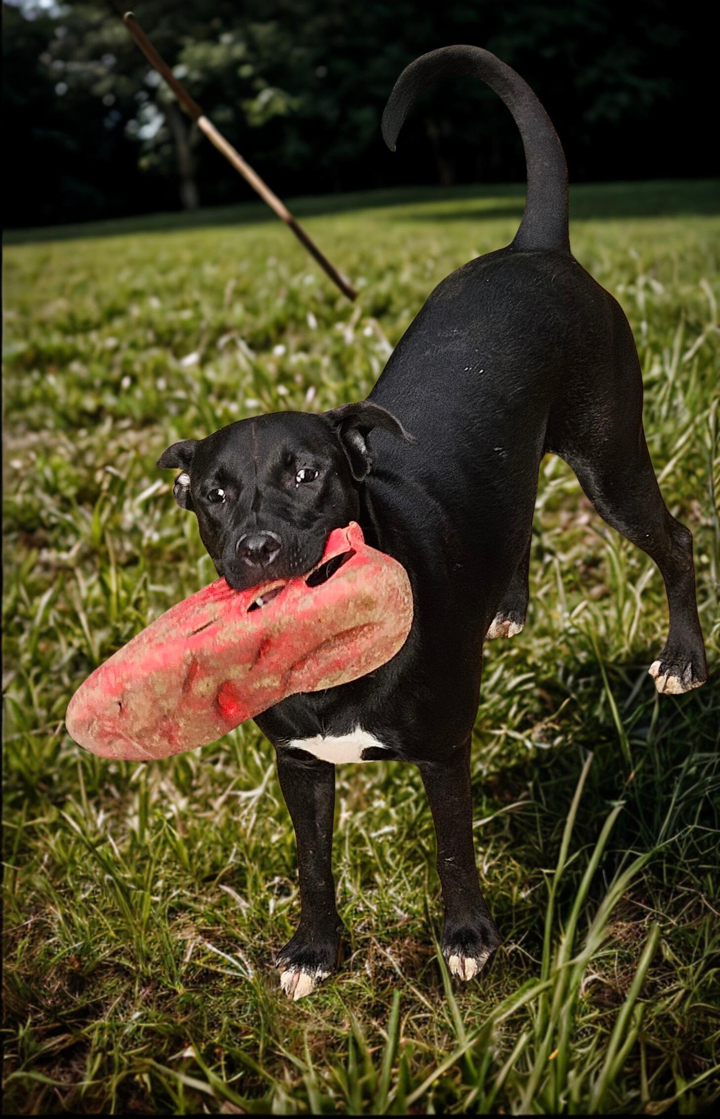 Lily, Adoptable, Young Female German Shepherd Dog & Black Labrador Retriever.