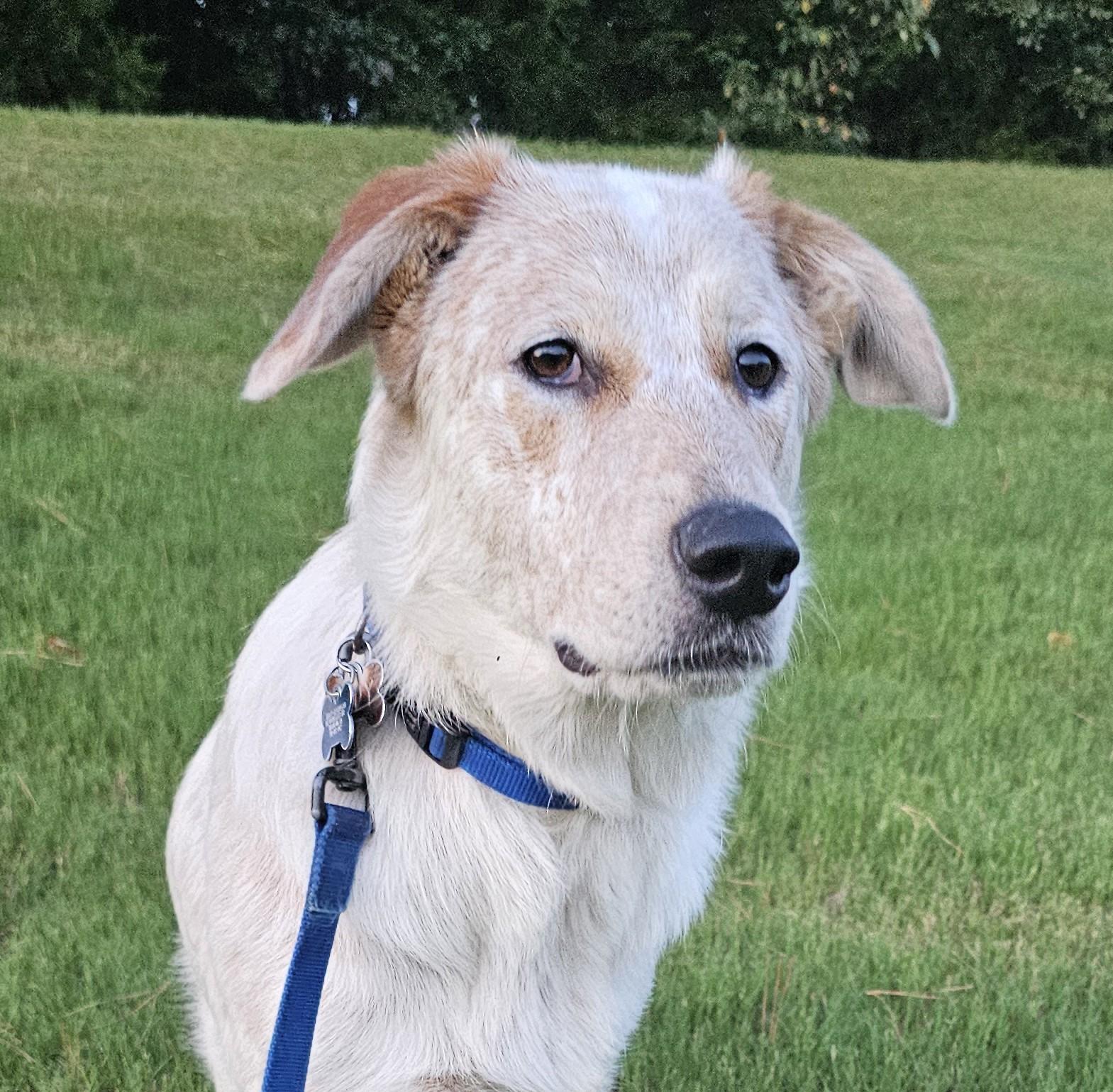 Jack - AL, Adoptable, Young Male Australian Cattle Dog / Blue Heeler & Labrador Retriever.