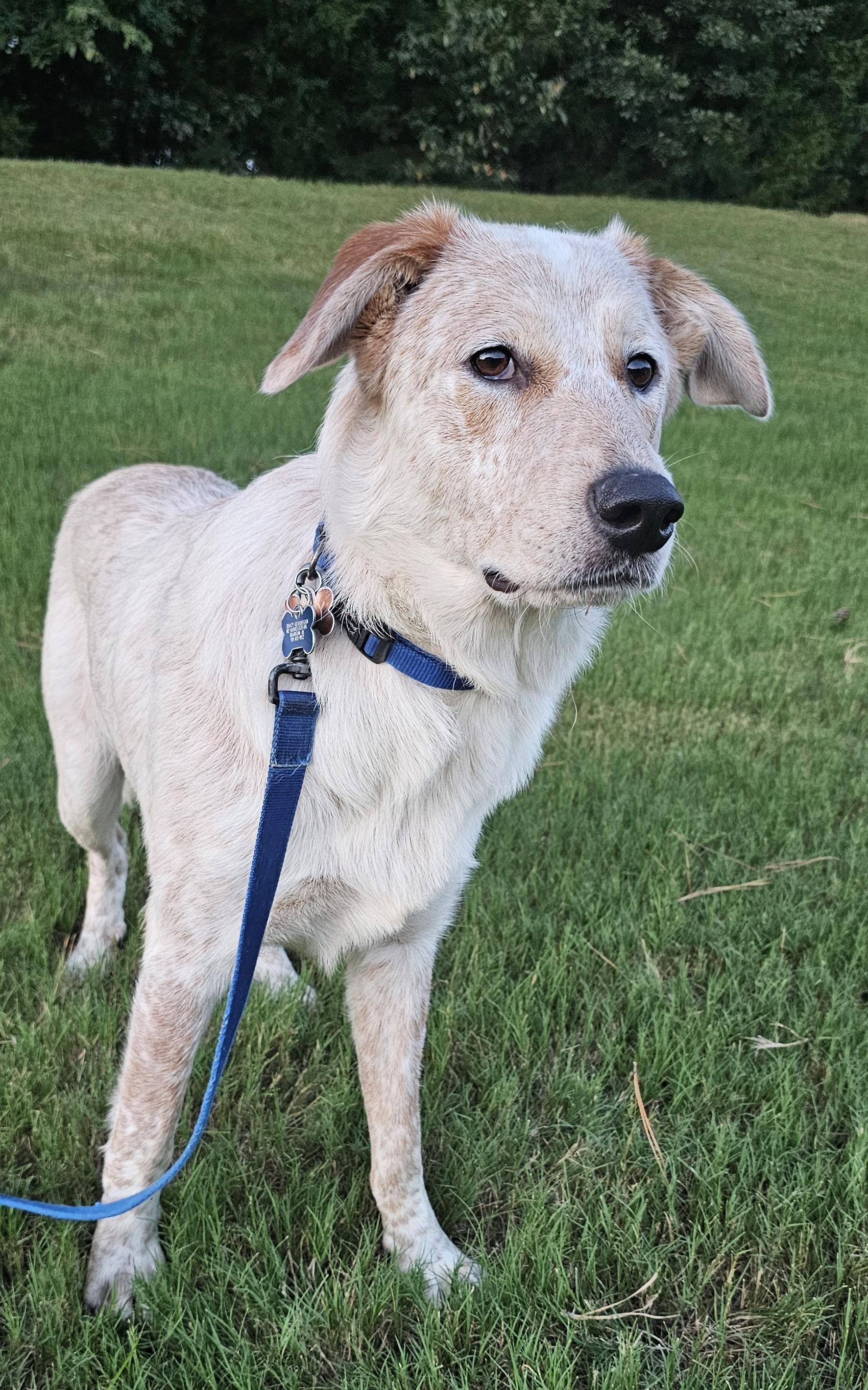 Enlarge Jack - AL, a Adoptable mixed breed in Hoover, AL image 2/4
