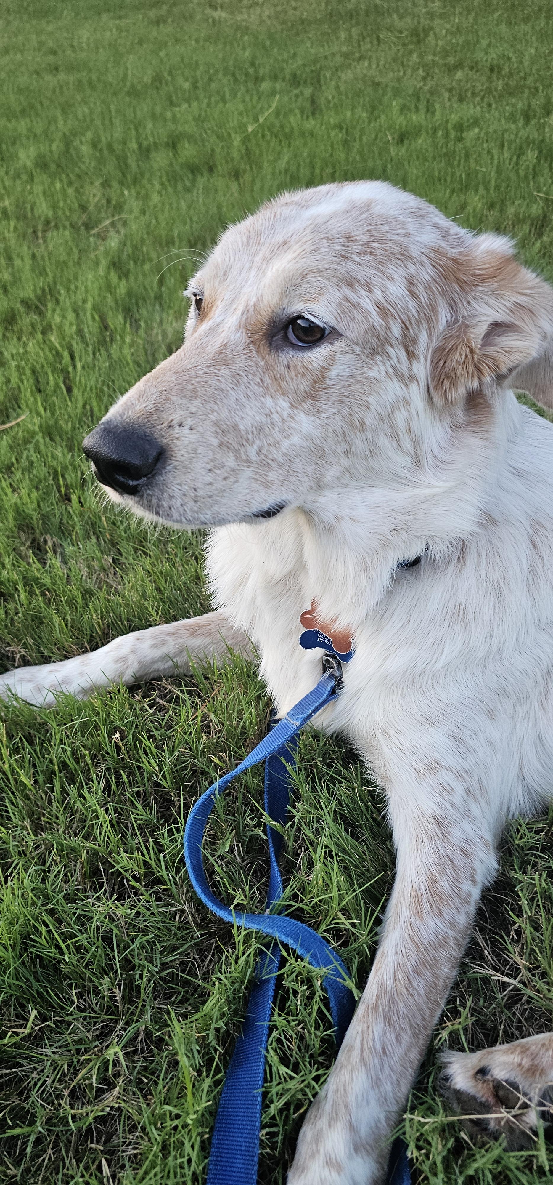 Enlarge Jack - AL, a Adoptable mixed breed in Hoover, AL image 3/4