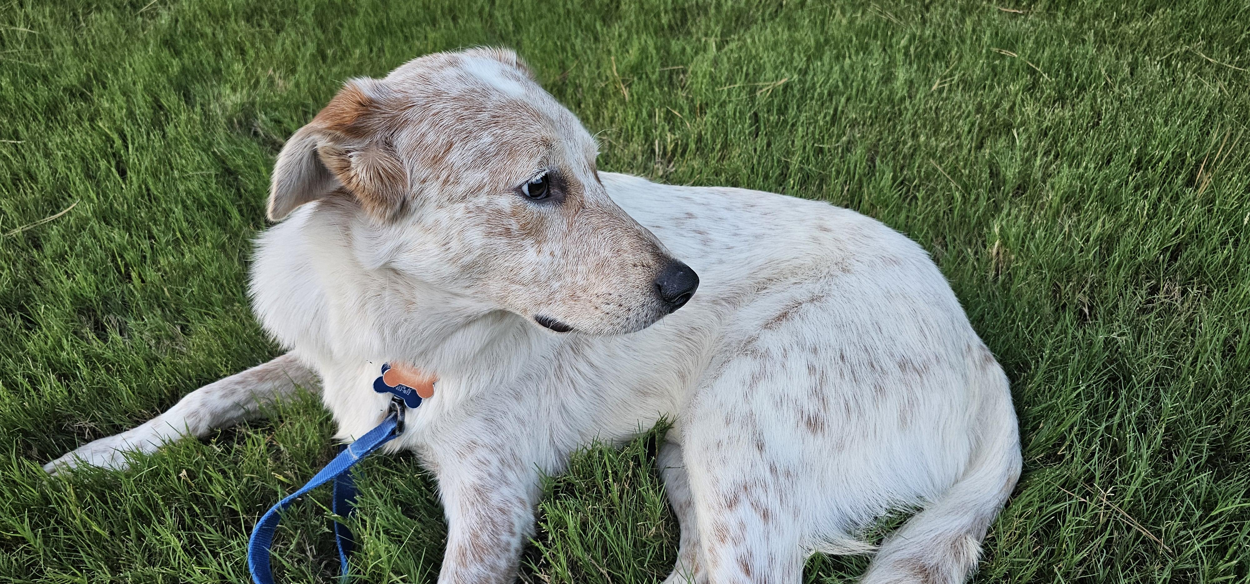 Enlarge Jack - AL, a Adoptable mixed breed in Hoover, AL image 4/4