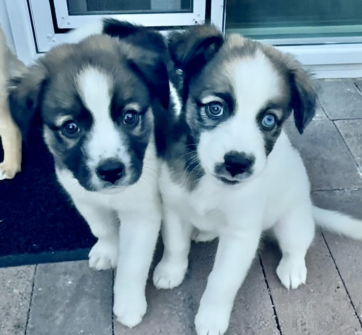 Enlarge Dolly, a ADOPTABLE mixed breed in Corona Del Mar, CA image 2/3