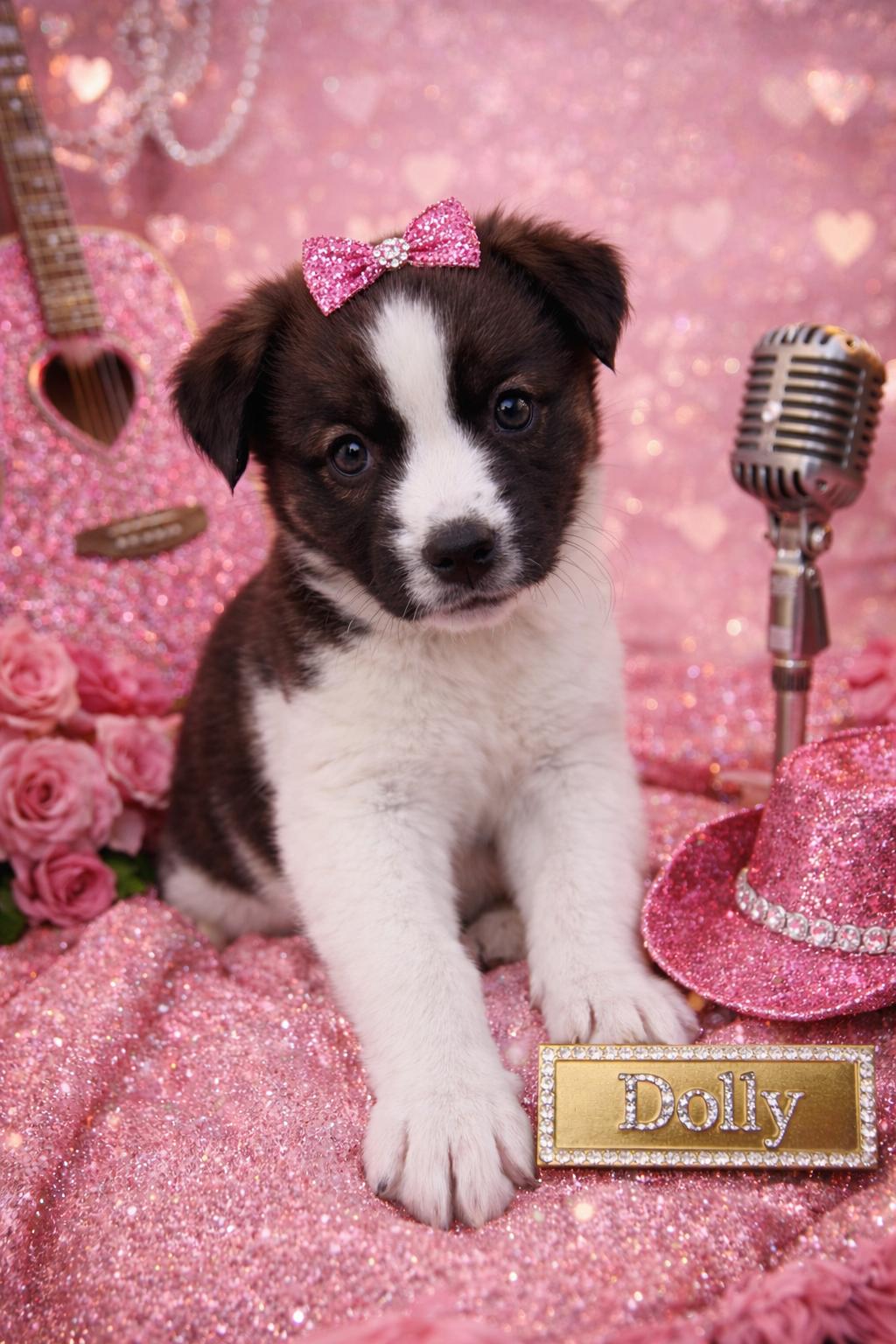 Enlarge Dolly, a ADOPTABLE mixed breed in Corona Del Mar, CA image 1/3