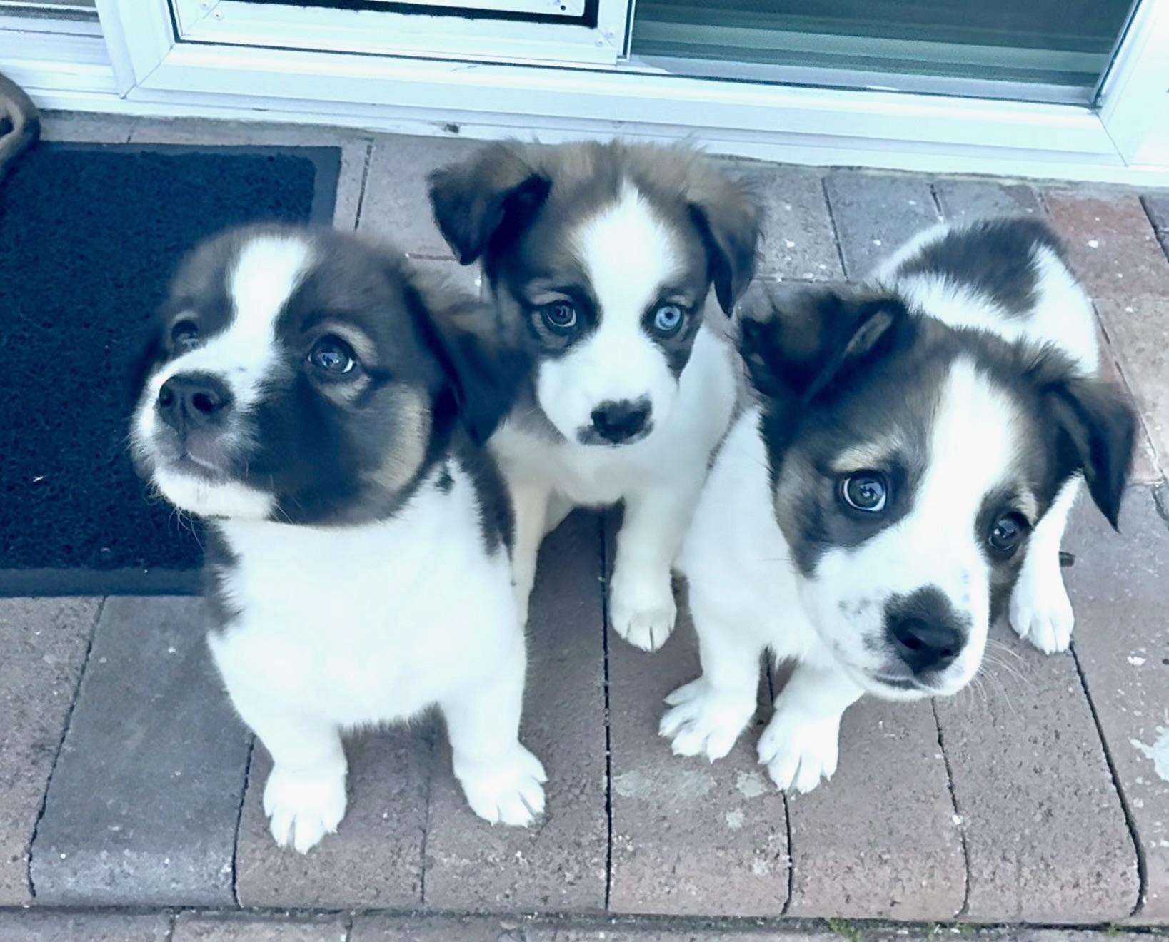Enlarge Dolly, a ADOPTABLE mixed breed in Corona Del Mar, CA image 3/3