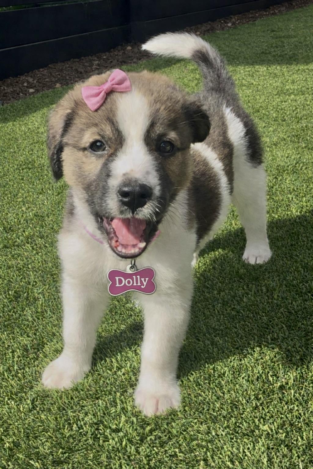 Dolly, adopted, Puppy Female Siberian Husky & Australian Cattle Dog / Blue Heeler.