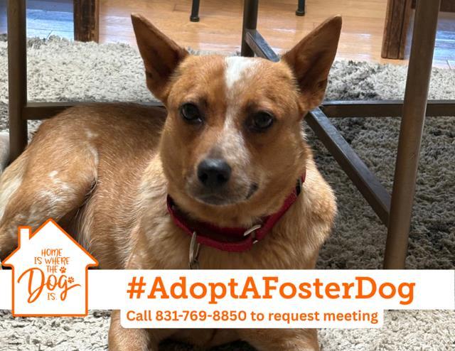 BISCOFF, Adoptable, Adult Female Australian Cattle Dog / Blue Heeler.