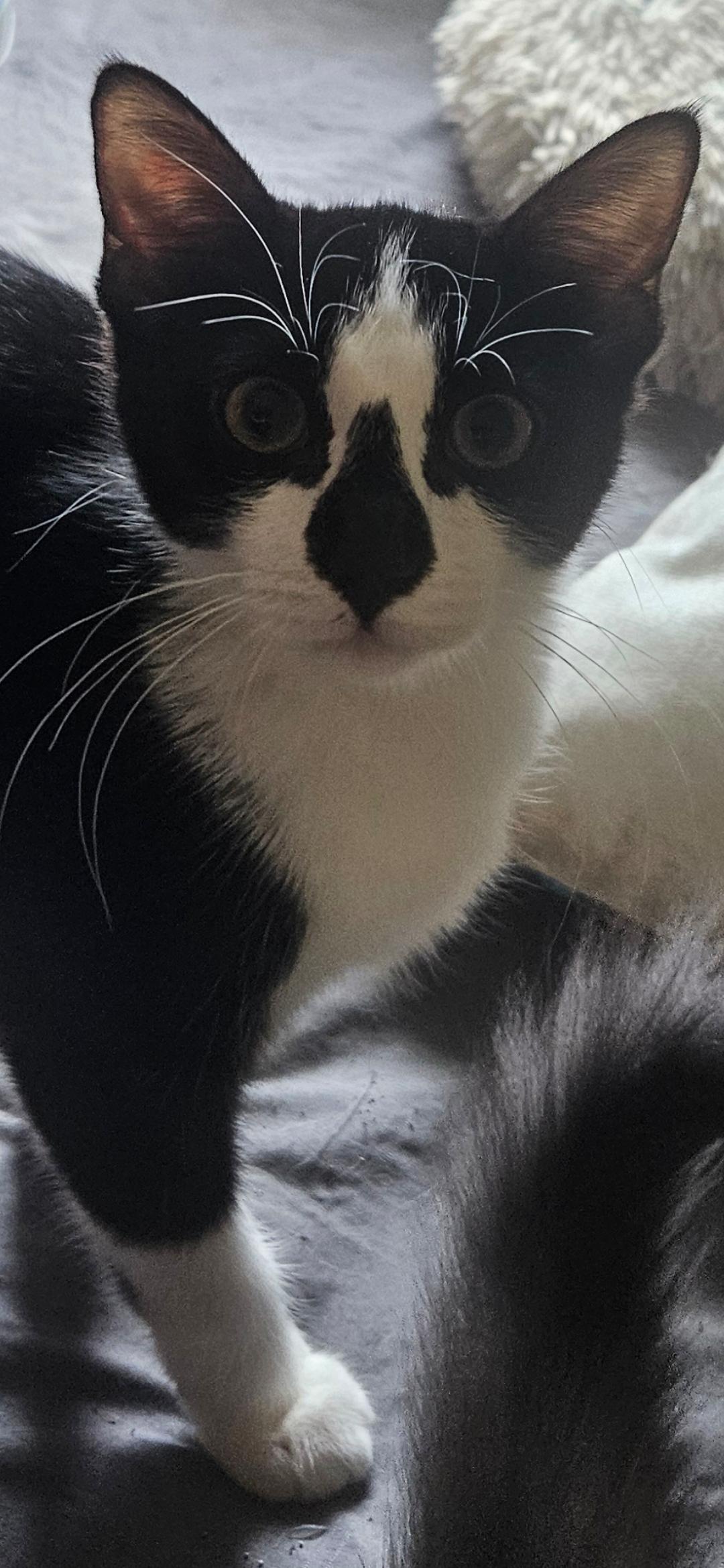 Enlarge BUTTONS, a Adoptable Domestic Short Hair in Merrionette Park, IL image 2/2