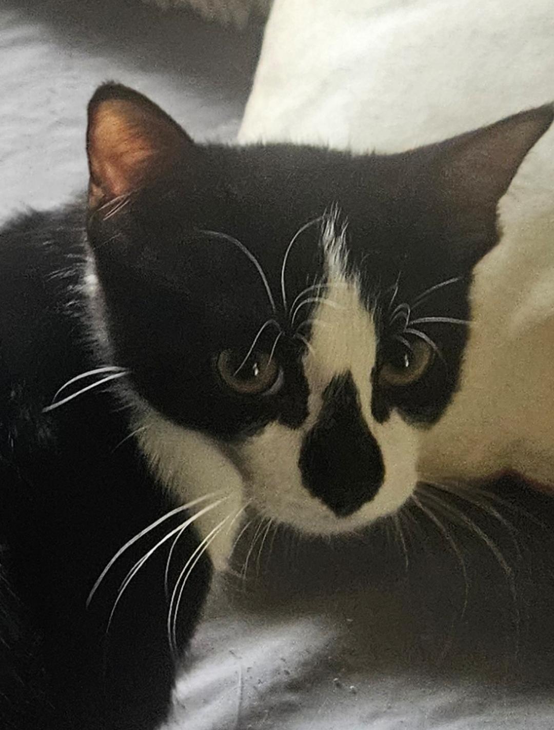 BUTTONS, ADOPTABLE, Young Female Domestic Short Hair.