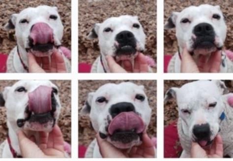 Enlarge Everleigh, a Adoptable mixed breed in Goochland, VA image 3/4