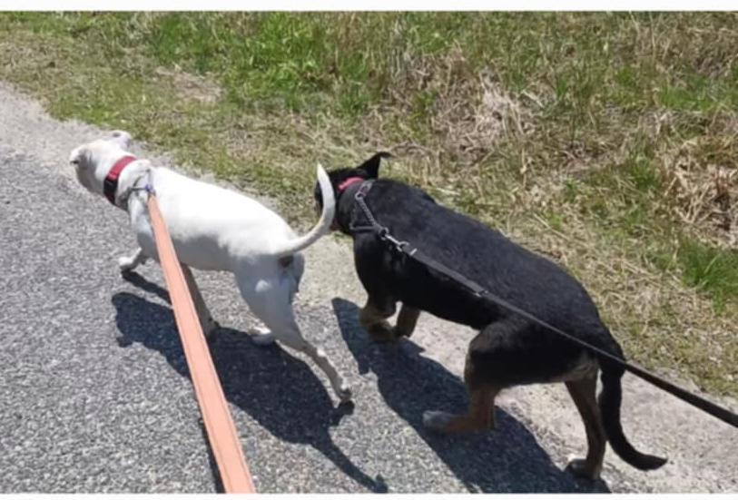 Enlarge Everleigh, a Adoptable mixed breed in Goochland, VA image 4/4