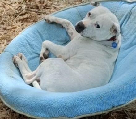 Enlarge Everleigh, a Adoptable mixed breed in Goochland, VA image 2/4