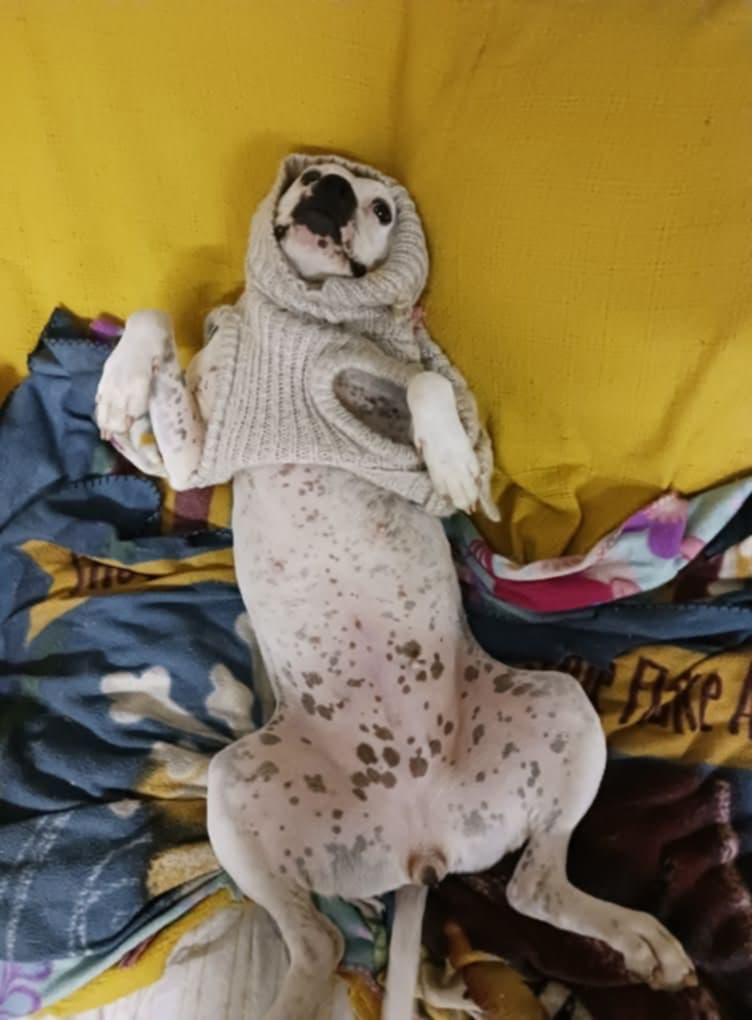 Enlarge Everleigh, a Adoptable mixed breed in Goochland, VA image 1/4