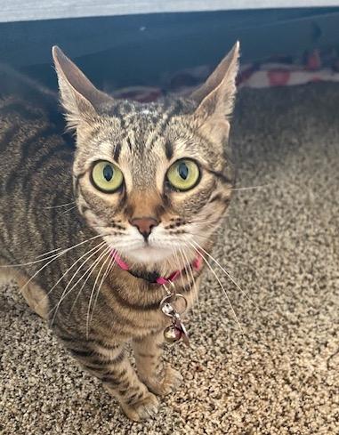 Enlarge Chole, a Adoptable Bengal in Lafayette, LA image 1/5