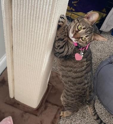Enlarge Chole, a Adoptable Bengal in Lafayette, LA image 4/5