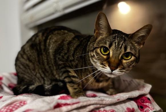 Enlarge Chole, a Adoptable Bengal in Lafayette, LA image 2/5