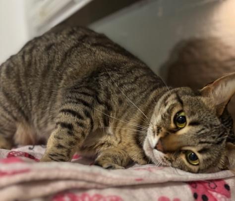 Enlarge Chole, a Adoptable Bengal in Lafayette, LA image 3/5