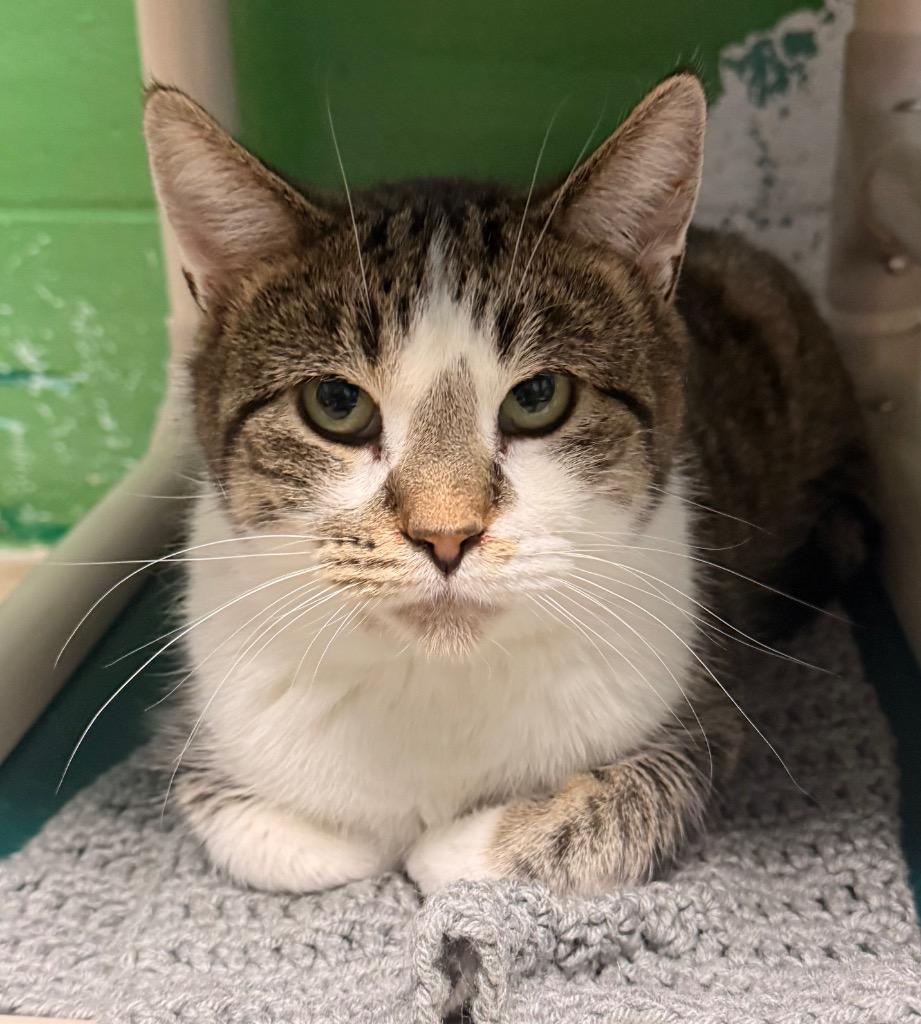 Enlarge Mr. Sir, a Adoptable mixed breed in Defiance, OH image 1/2