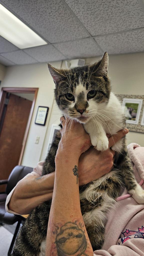 Enlarge Mr. Sir, a Adoptable mixed breed in Defiance, OH image 2/2