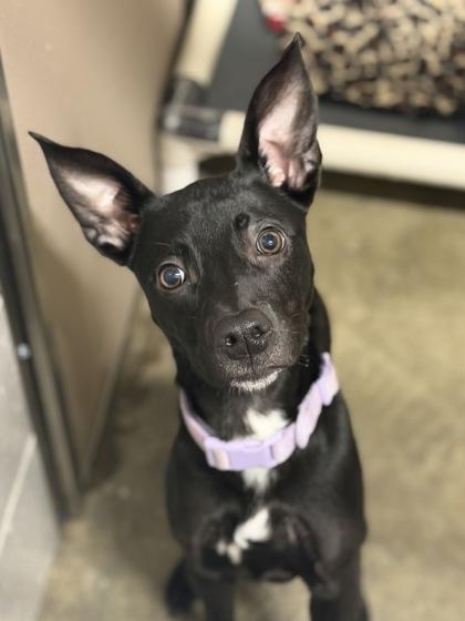 Cleolina, an adoptable mixed breed in Sacramento, CA image 2/4