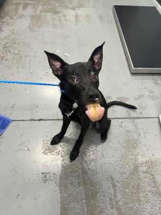 Cleolina, an adoptable mixed breed in Sacramento, CA image 4/4