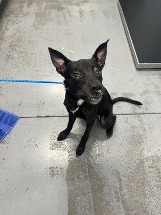 Cleolina, an adoptable mixed breed in Sacramento, CA image 3/4
