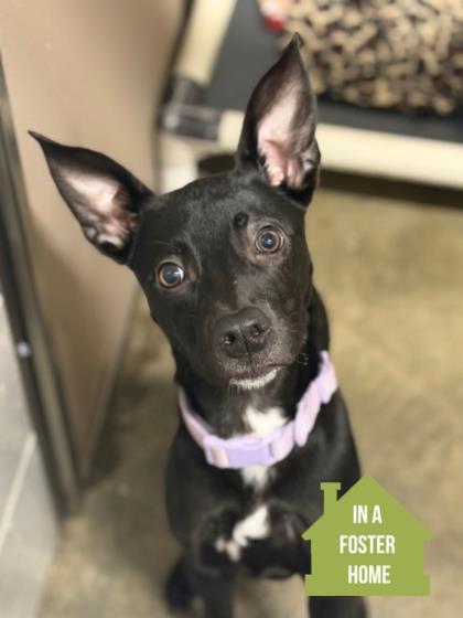Cleolina, adoptable, Puppy Female Terrier.