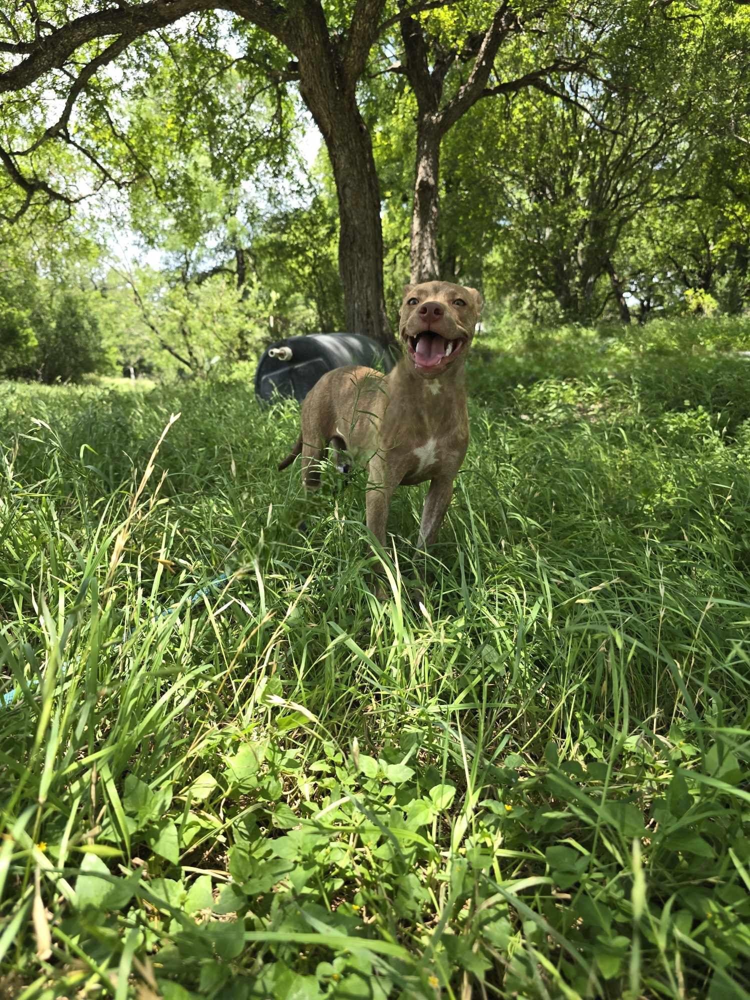 Sawyer-fostered in Texas, transport available — thumbnail 6