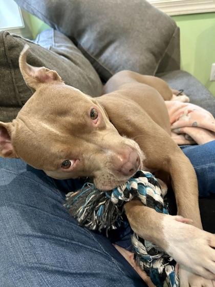 Stella Luna, Adoptable, Adult Female Pit Bull Terrier & Mixed Breed.