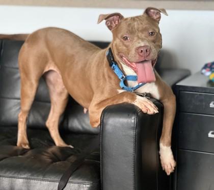 Stella Luna, Adoptable, Adult Female Pit Bull Terrier & Mixed Breed.