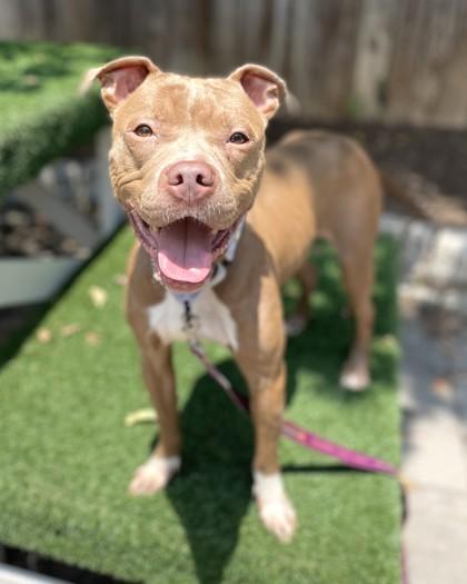 Stella Luna, a Adoptable mixed breed in Washington, DC image 2/3