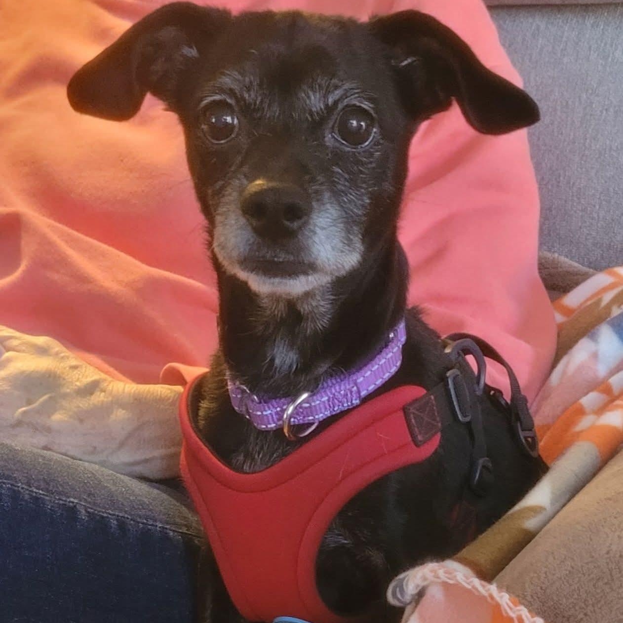 Enlarge Cindy, a ADOPTABLE Chihuahua in Greenville, SC image 1/3