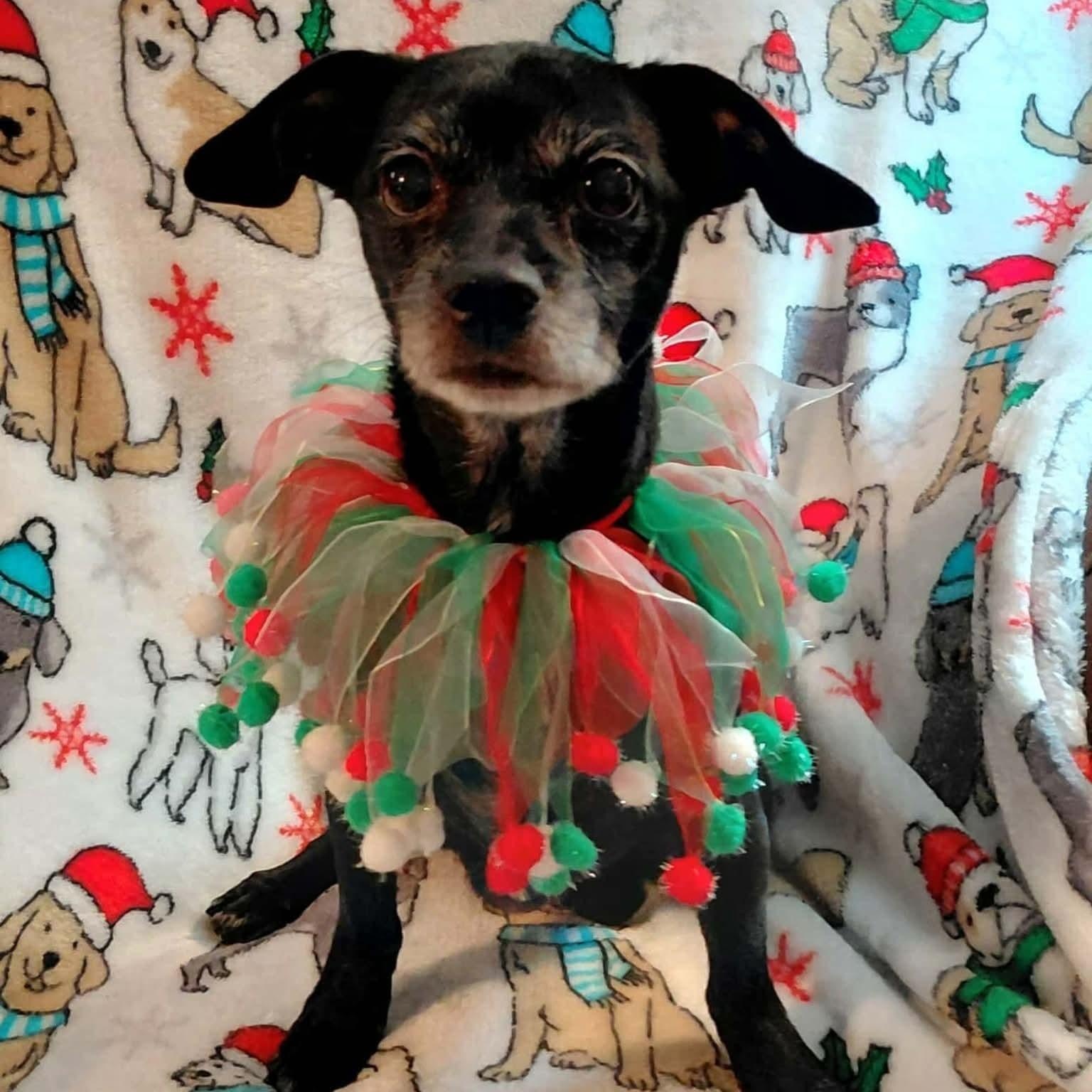 Enlarge Cindy, a ADOPTABLE Chihuahua in Greenville, SC image 2/3