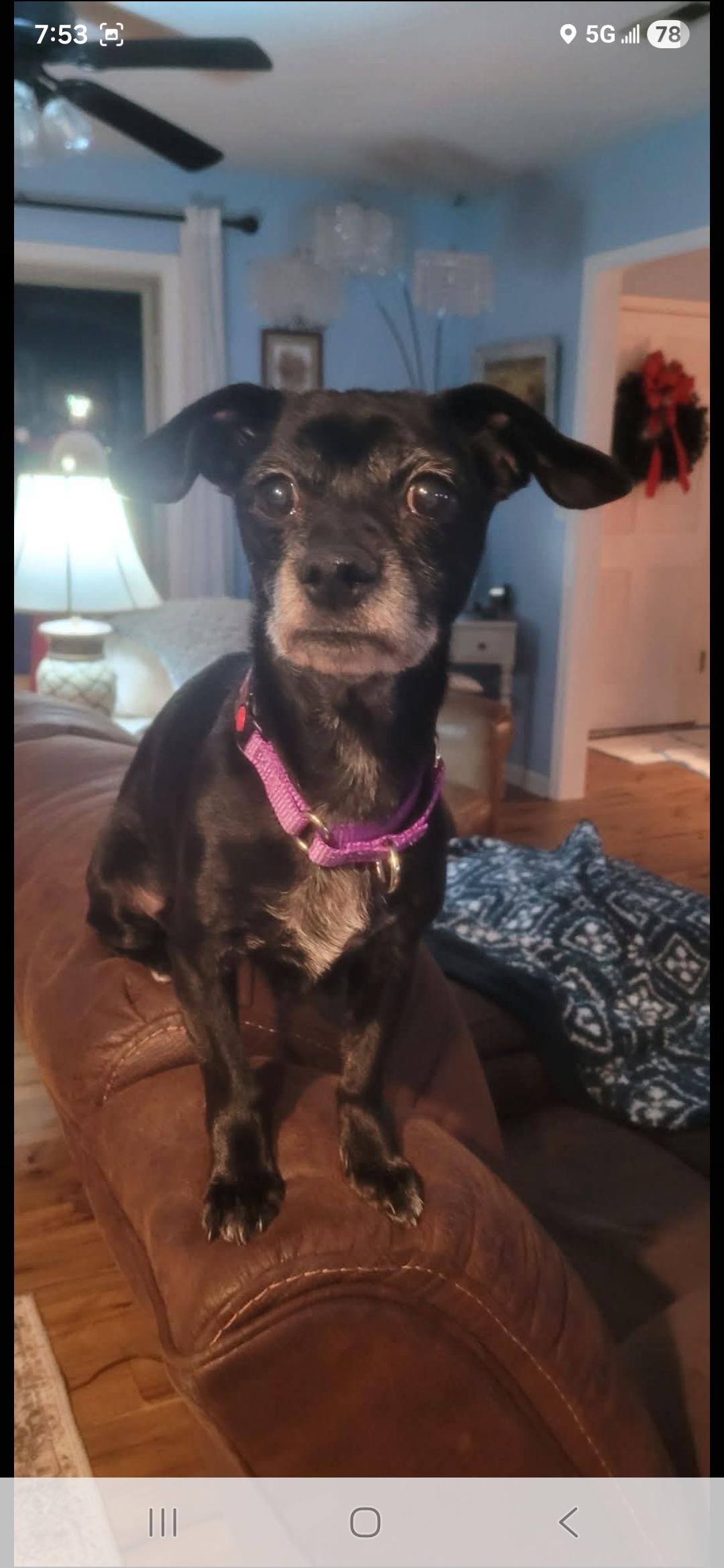 Enlarge Cindy, a ADOPTABLE Chihuahua in Greenville, SC image 3/3