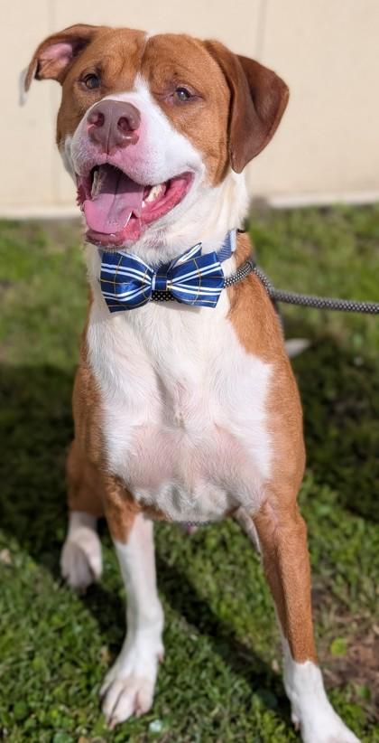 Bosley, Adoptable, Adult Male Hound & Mixed Breed.