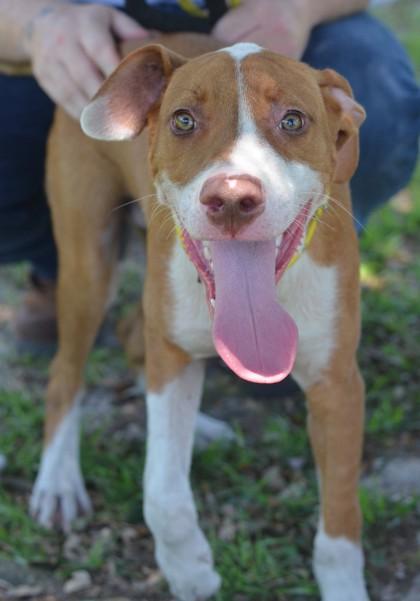 Bosley, Adoptable, Adult Male Hound & Mixed Breed.