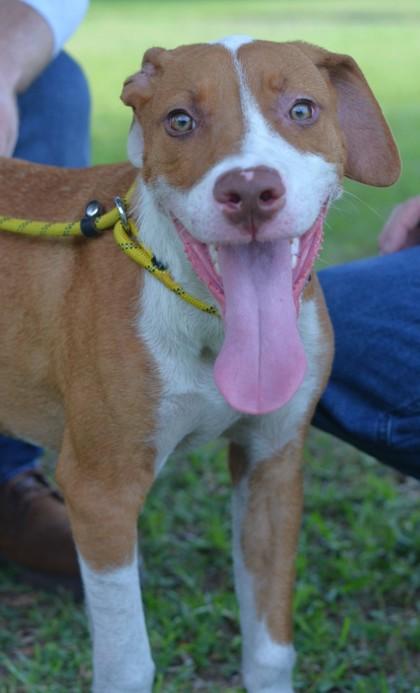 Enlarge Bosley, a Adoptable mixed breed in Gulfport, MS image 2/3
