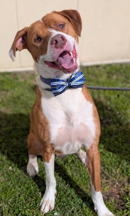 Enlarge Bosley, a Adoptable mixed breed in Gulfport, MS image 2/3