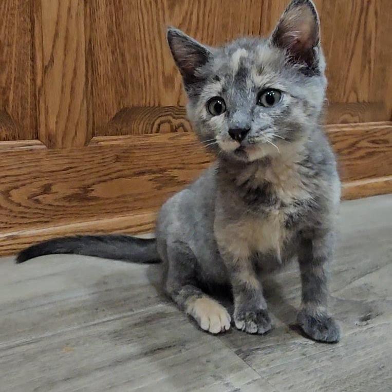 Enlarge Oatmeal, a Adoptable Domestic Short Hair in Eau Claire, WI image 2/4
