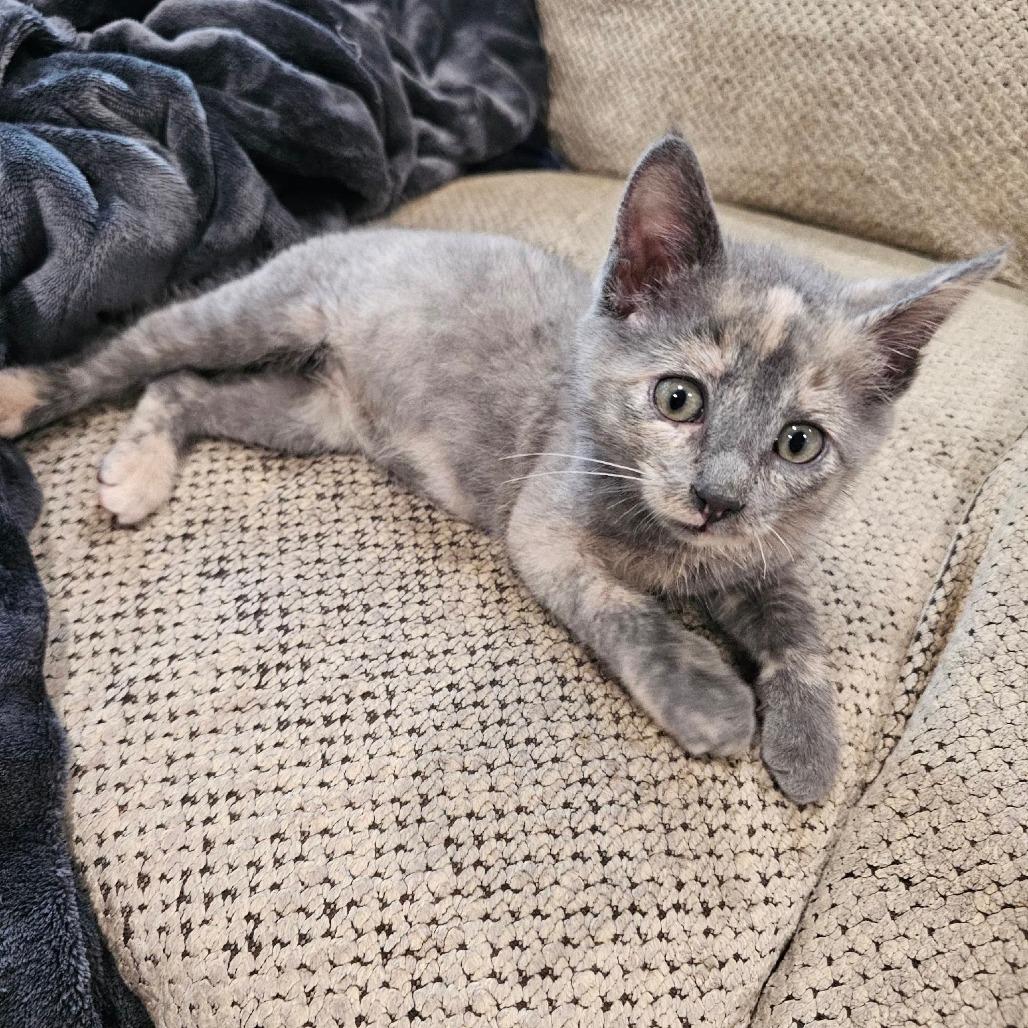Enlarge Oatmeal, a Adoptable Domestic Short Hair in Eau Claire, WI image 3/4