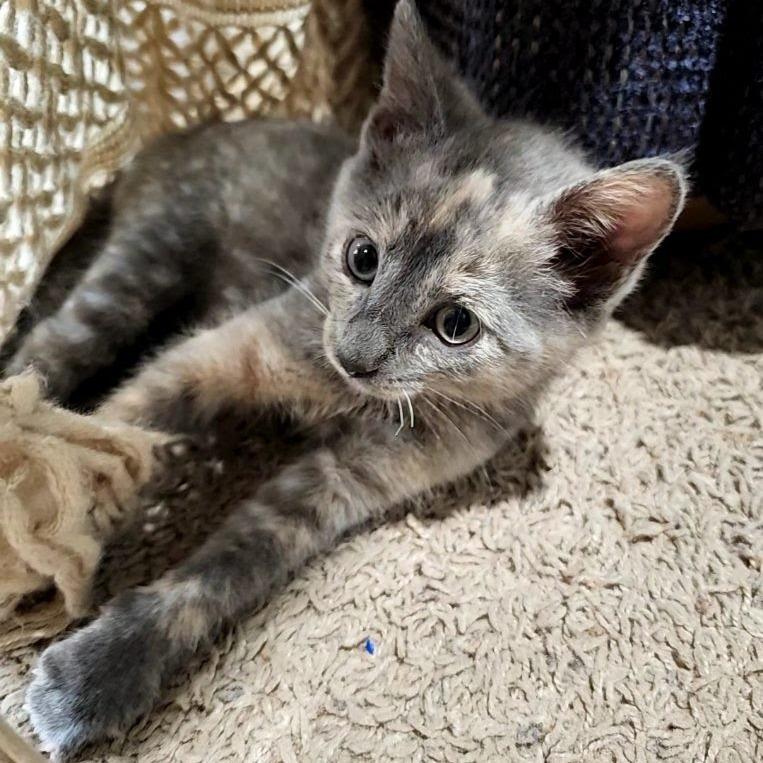 Enlarge Oatmeal, a Adoptable Domestic Short Hair in Eau Claire, WI image 4/4