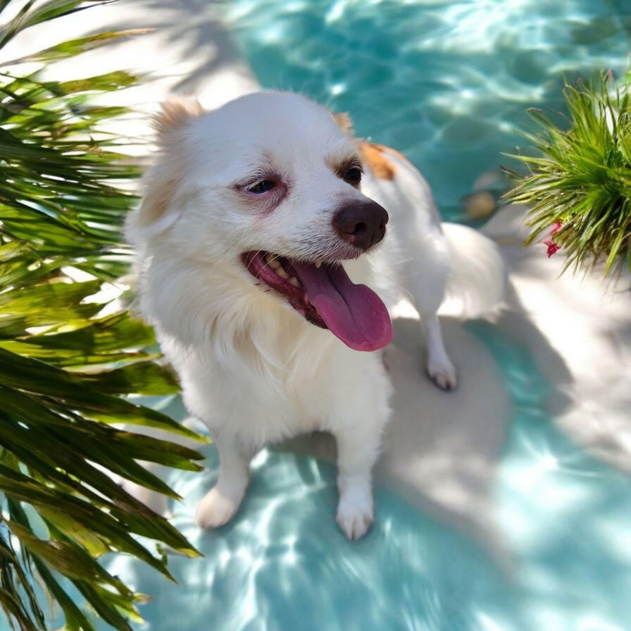 Kevin, an adoptable Papillon in Lorida, FL, 33857 | Photo Image 1