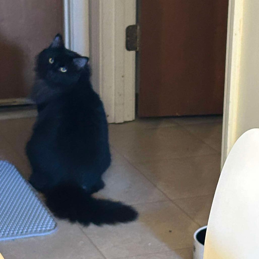 Stevie, Adoptable, Young Male Domestic Long Hair.