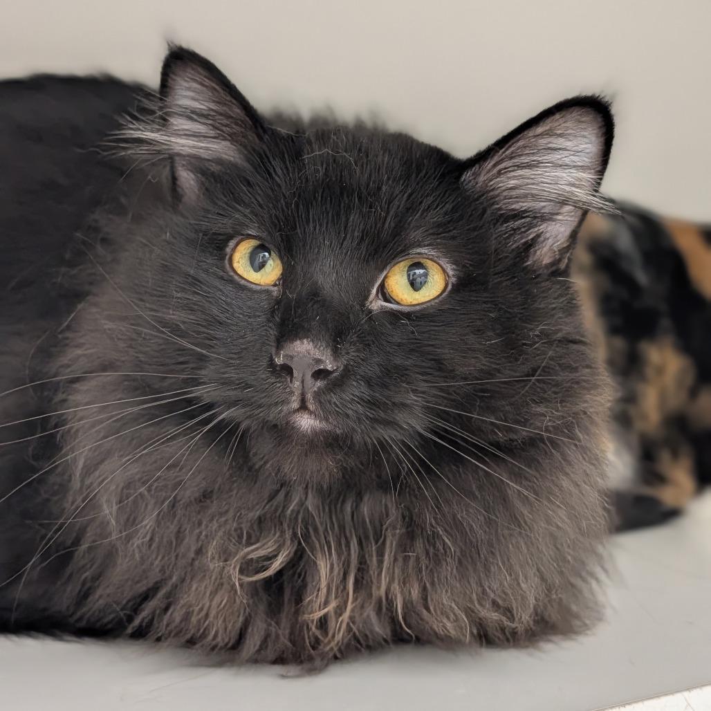 Enlarge Stevie, a Adoptable Domestic Long Hair in Jasper, IN image 2/4
