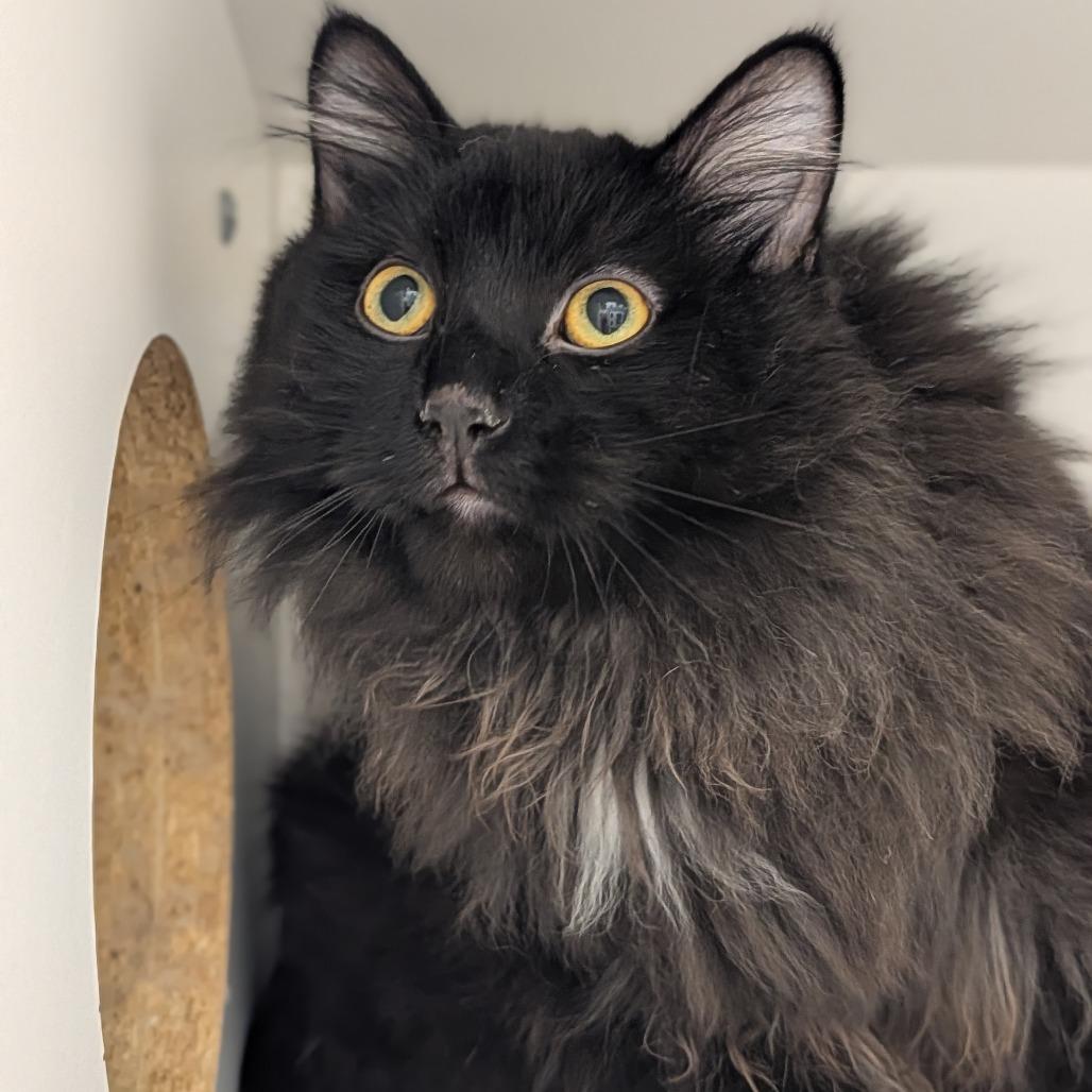 Enlarge Stevie, a Adoptable Domestic Long Hair in Jasper, IN image 3/4