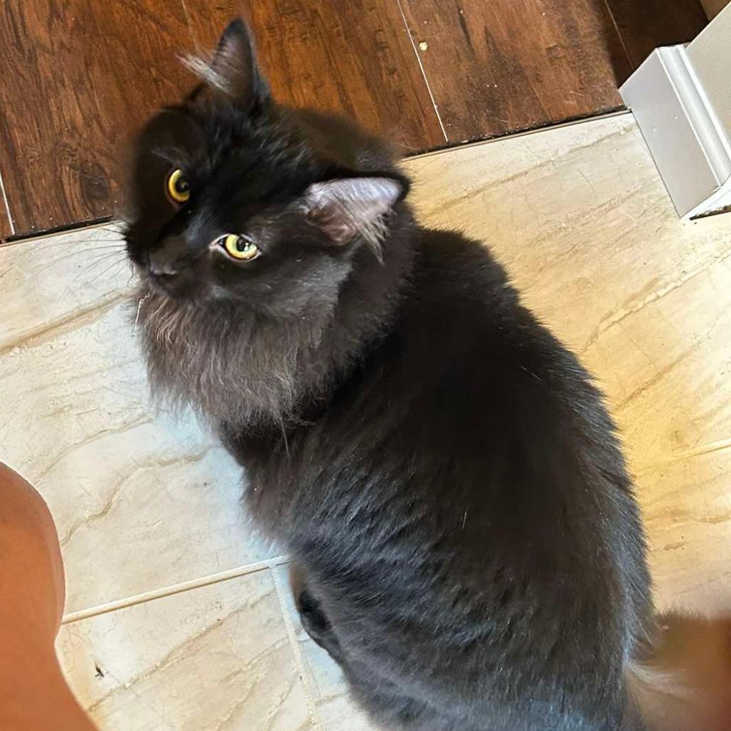 Enlarge Stevie, a Adoptable Domestic Long Hair in Jasper, IN image 4/4