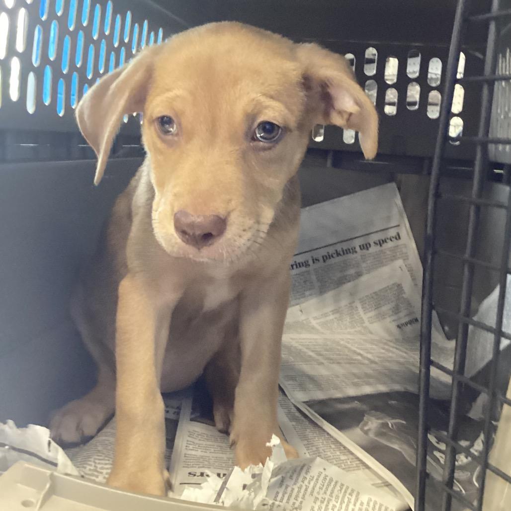 Sparkle, Adoptable, Puppy Female Pit Bull Terrier.